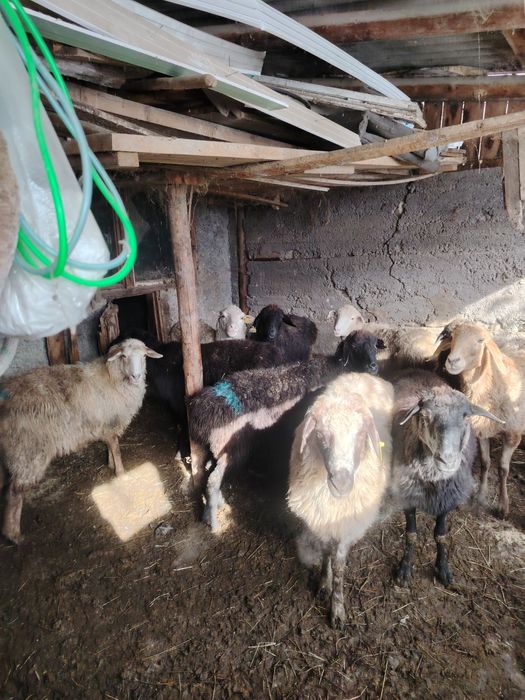 барашки на окoрме