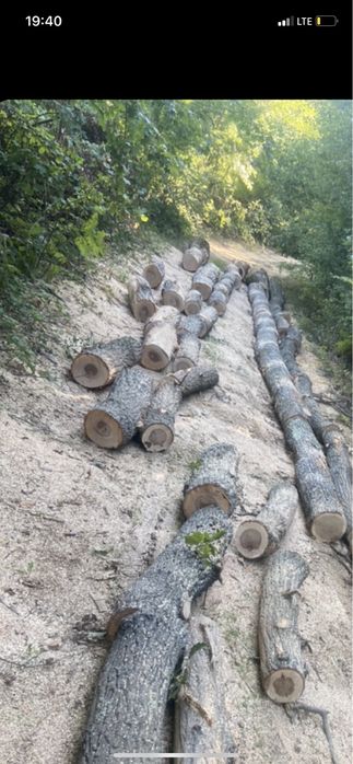 Lemne de toate categoriile