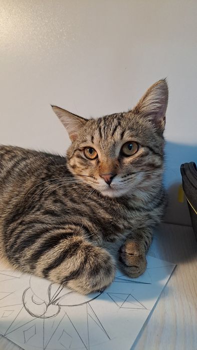 Отдадим в хорошие руки кота