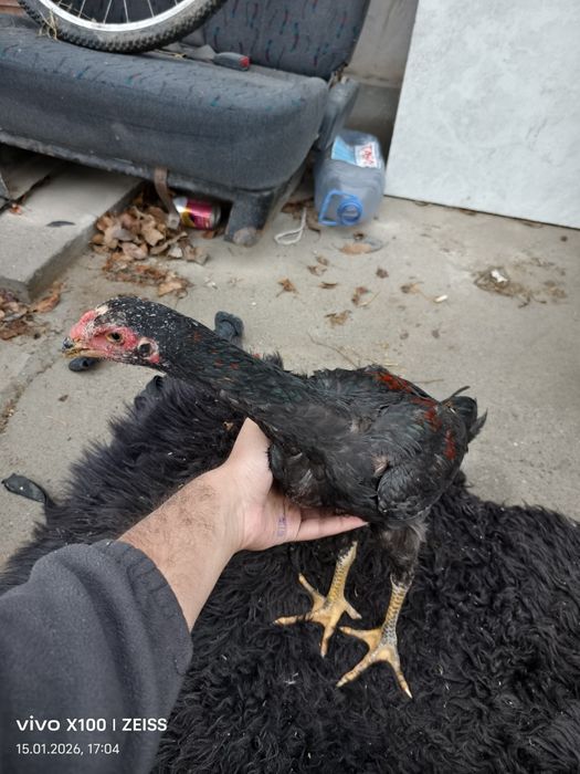 Дакан шөже сатылады