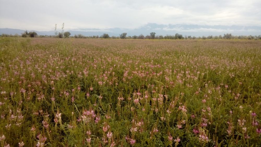 Земля 160 гектаров