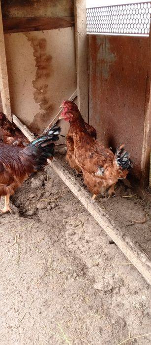 Тоза зотли ХАН ХЯП товук тухумлари сотилади