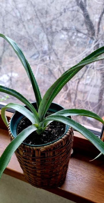 Комнатные растения от 1000