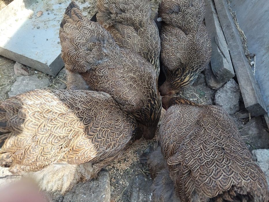 Ouă Brahma lemon si potirnichiu