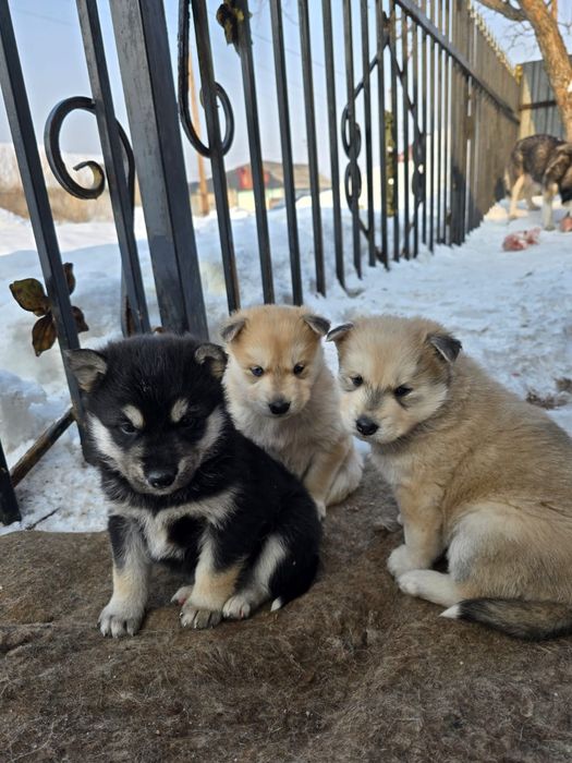 Хаски щенки отдадим бесплатно