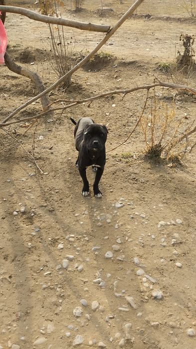 Pidbull erkak 400 000