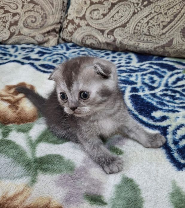 Вислоухий шотландский котенок