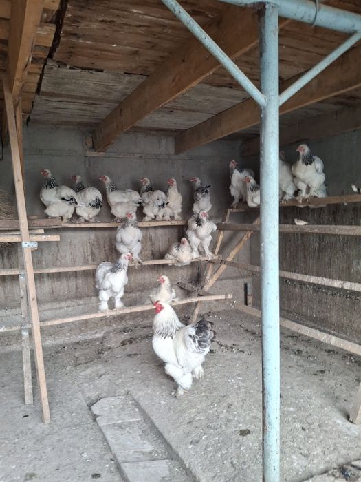 Продажа брамо светлый