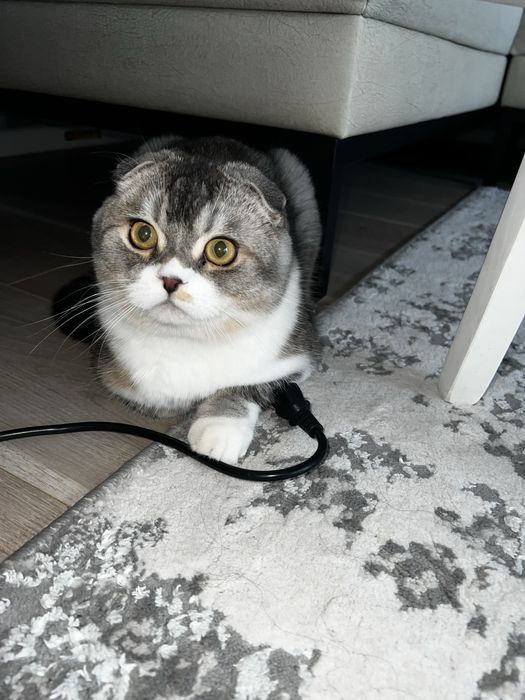 Скотиш фолд ! Срочно !