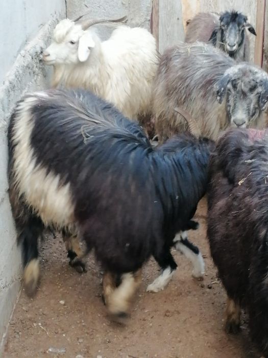 Лакты ешкилер сатылады