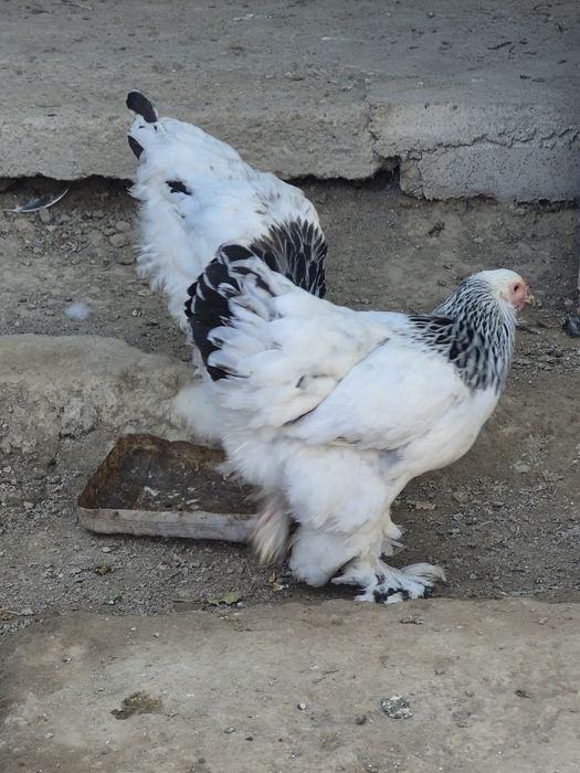 Брама пародасының тауықтары сатылады