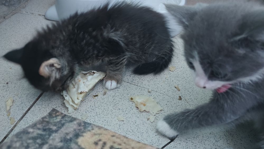Бесплатно котенки хорошие руки