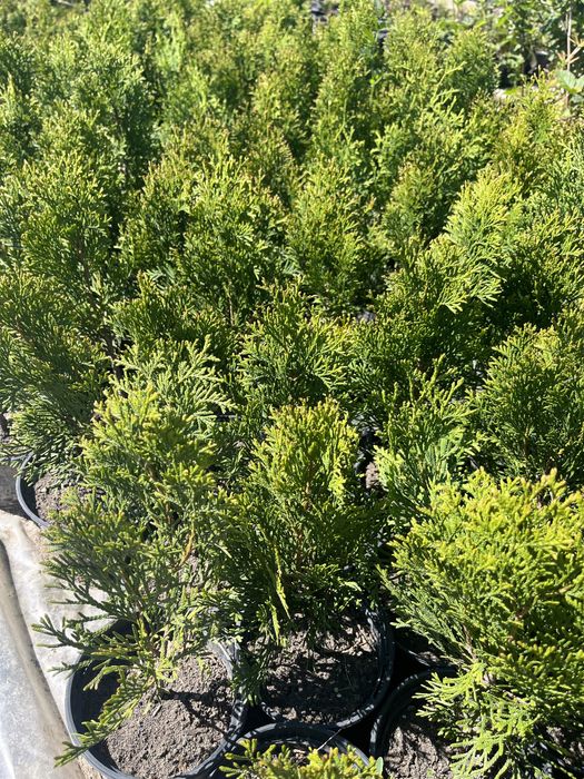 Смарагд, западна и кълбовидна туя