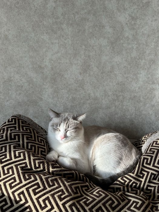 Кошки в хорошие руки