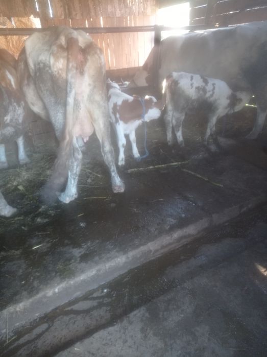 Vacă de vanzare cu vitel