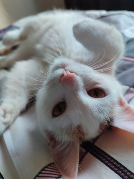 Отдам кошечку в хорошие руки