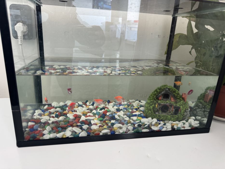 Продам аквариум с рыбками.