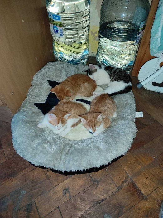 Подарявам малки котенца