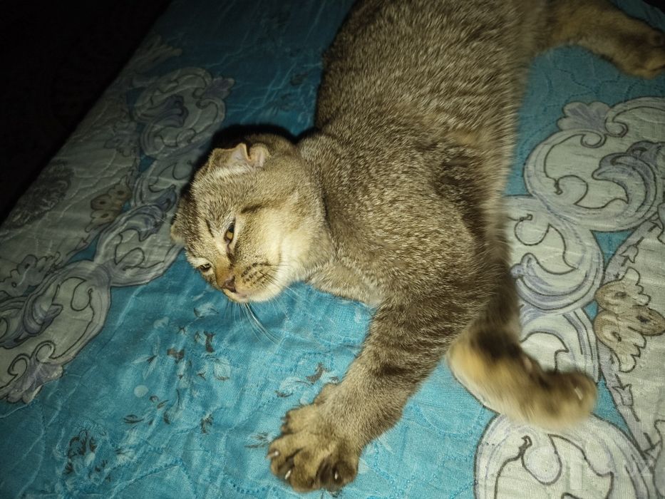продается кот породы скотиш шиншилла,мальчик,5 месяцев