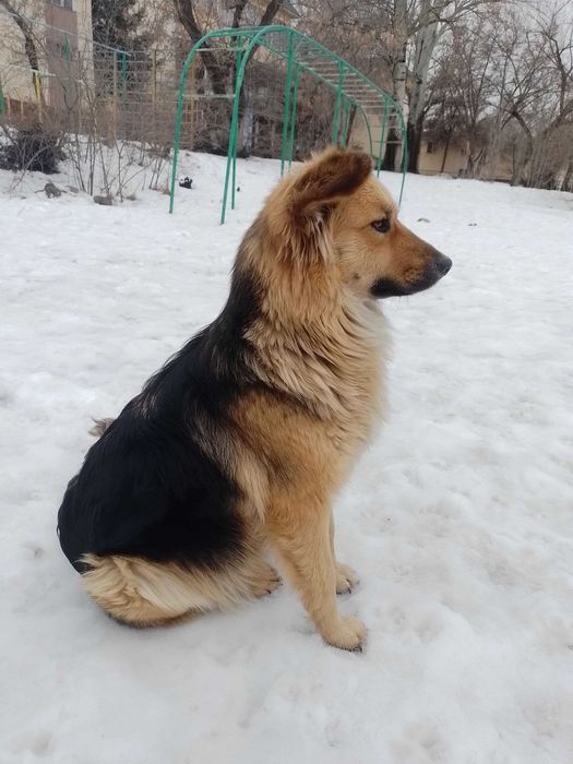 Собачка в добрые руки