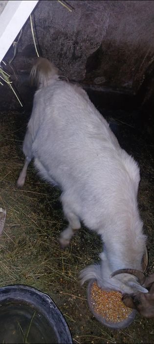 Vând 2 capre cu lapte