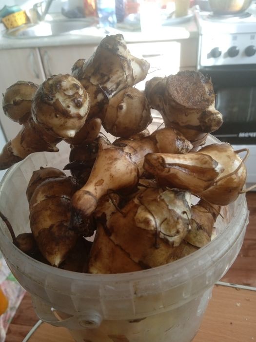 Топинамбур лечебный