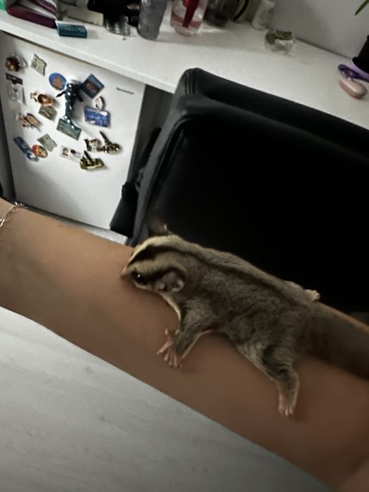 Veverița sugar glider