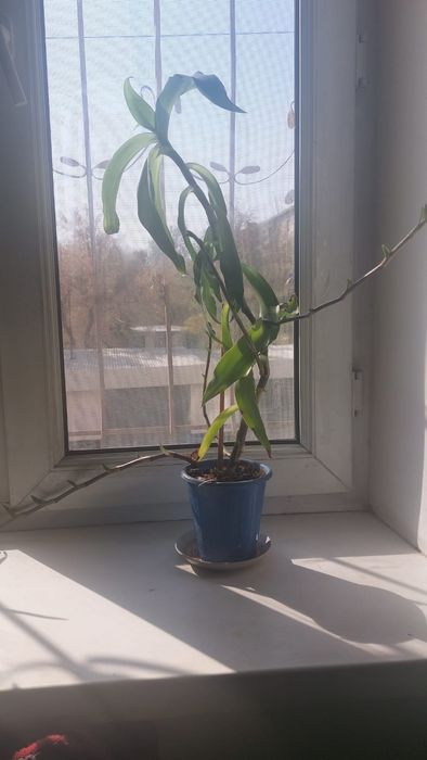 Комнатное растение Золотой Ус