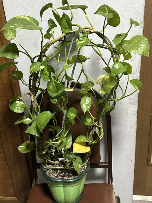 Комнатные цветы домашние