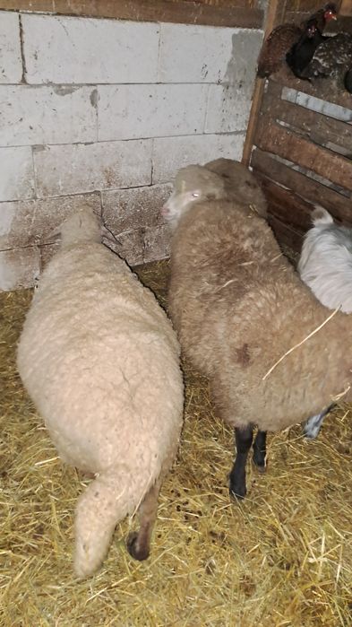 Schimb  carlane cu vițel sau capre bune