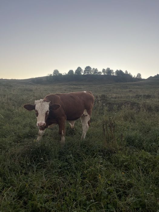 Vitel baltat de vanzare