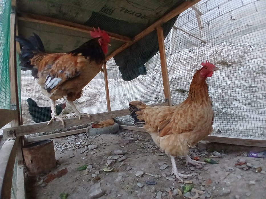 Tovuqlar sotiladi hammasi sog'lom yaxshi xolda narxlar insof bn quylgn