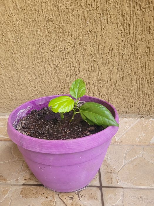 Trandafir japonez roșu