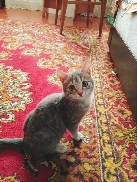 Отдам кошечку девочку 5-6 месяцев