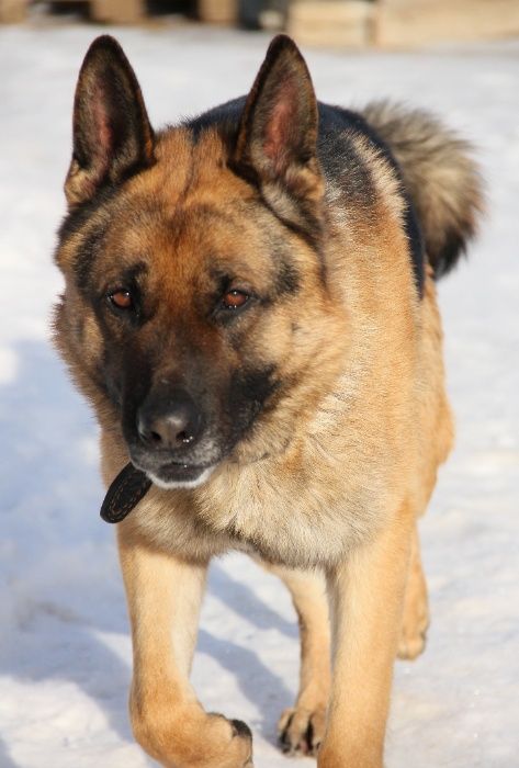 Немецкая овчарка, кабель