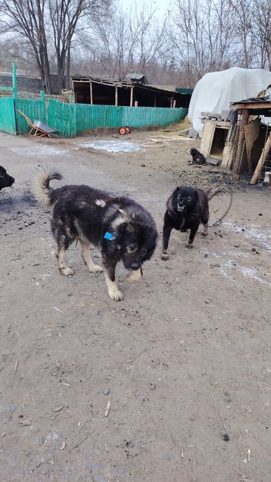 Продам щенков кавказской овчарки