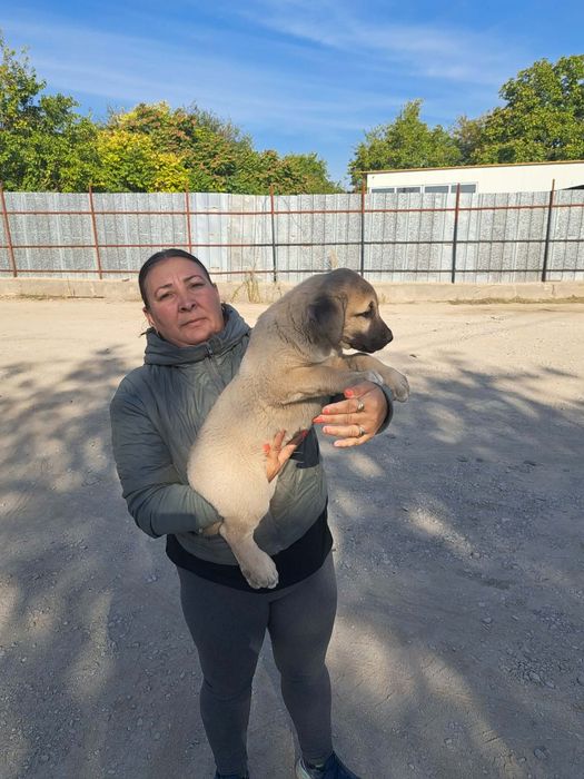 Кученце  турски канкал