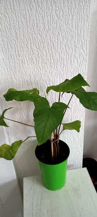 Комнатные цветый разные 1000