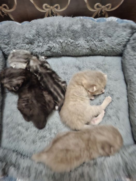 Котята шотландцы