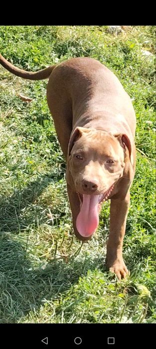 Mascul Amstaff doar pentru cei interesați