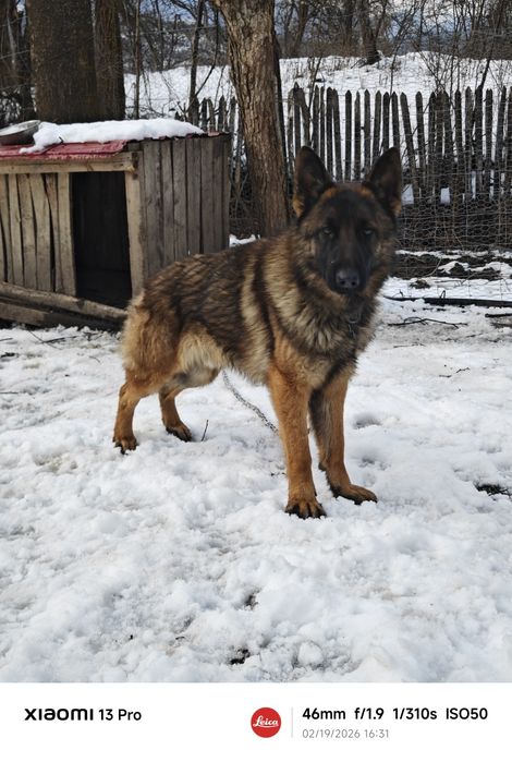 Donez câine lup, metis Malinois și Ciobesc German