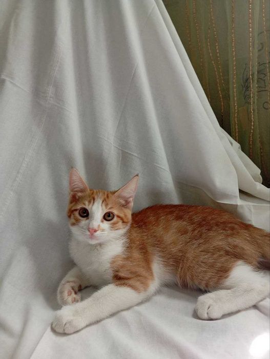 отдам котят в добрые руки .