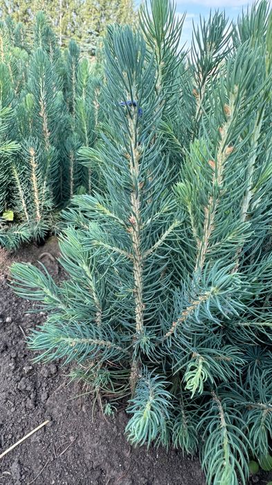 Голубая Ель кўчатлари сотилади!