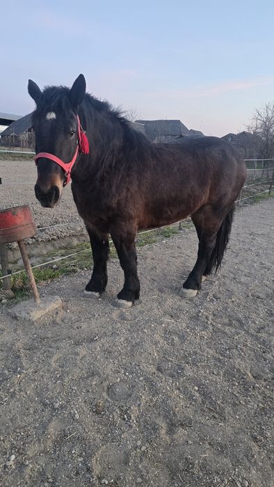 Manză Ardeneză full pedigree