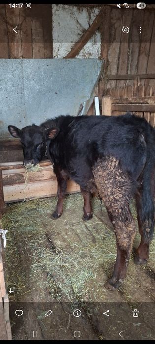 Vând taur si vitea angus