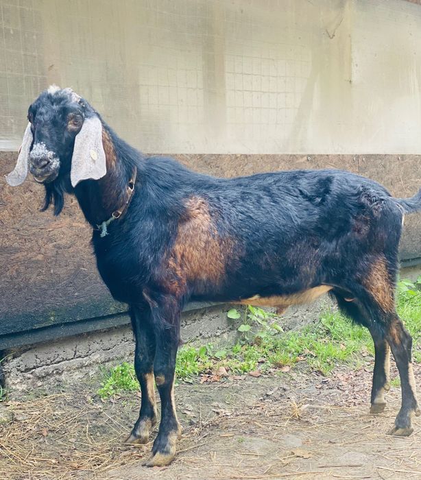 Atos TAP anglo nubian de vânzare