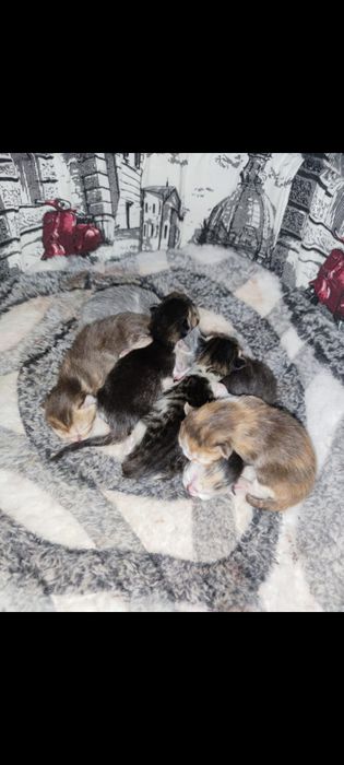 Вязка кот , шотландец Скоттиш-фолд