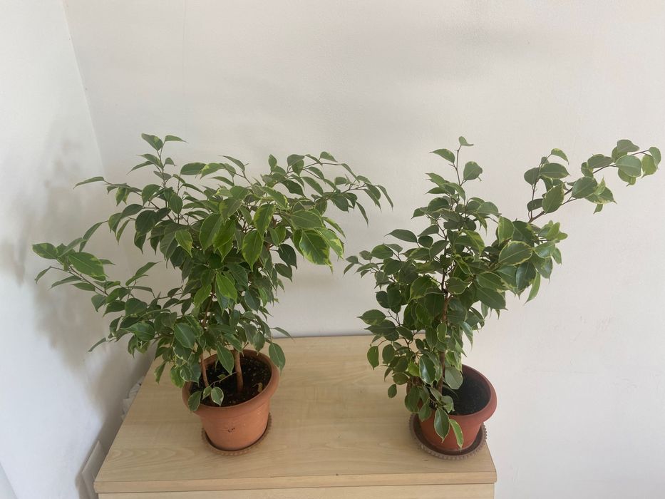 Продам Фикусы Бенджамина