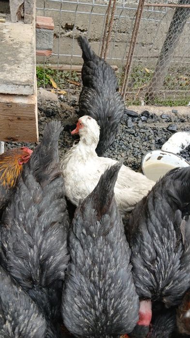 Vand rațe leșești mute