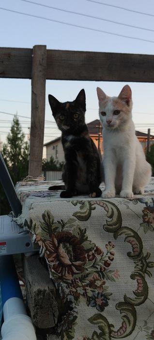 Кошечки в добрые руки